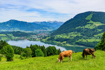 Fototapeta na wymiar Ausblick auf das Allgäu rund um Bühl am Alpsee mit Kühen auf einer Bergweide im Vordergrund