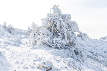 Trees covered with hoarfrost and snow in mountains