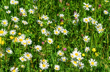 Fototapeta premium bunte Frühlingswiese mit Margeriten ud anderen Wildblumen und Kräutern