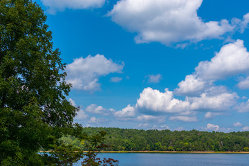 Obraz na płótnie Canvas Pine Tree Lake