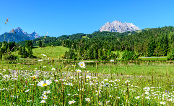 Saftige Kräuterwiese an einem herrlichen Frühlingstag nahe Mittenwald in den bayrischen Alpen