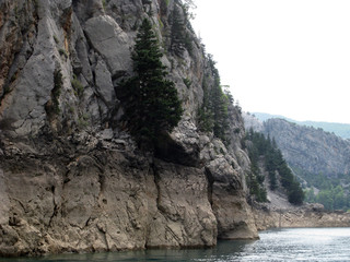 Fototapeta na wymiar pine tree on a rock