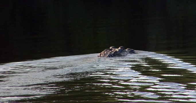 Black Caiman, Brazil:  The River of the Dead, Xingu River, the Pantanal, Mato Grosso, Amazon Rainforest, Amazon River, Northern Brazil, Brazil