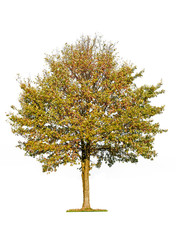 Аutumn tree isolated on white background. Young oak tree in autumn isolated on white background.