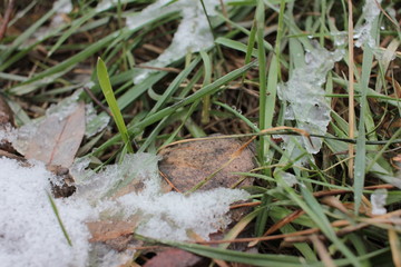 First snow on green grass, dry leaves and tree branches in an autumn winter park