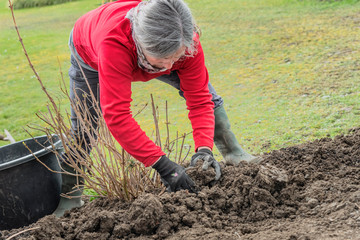 Pflanzarbeiten im eigenen Garten