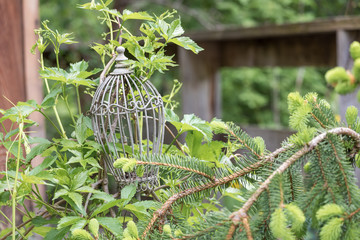 White iron bird cage on green branches in the garden.