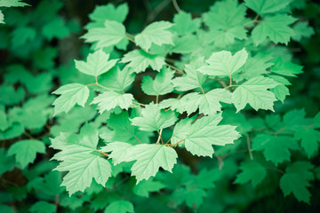 Fototapeta na wymiar Beautiful green leaves of flowering plant.