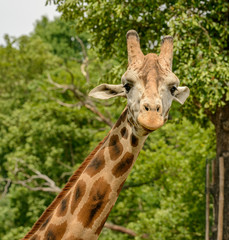 portrait of a giraffe looking at you