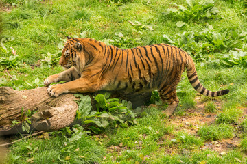 tiger grinding claws on a log © Petr