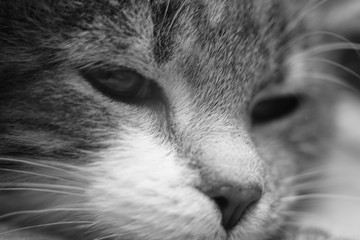 Very cute kitten. Macro portrait of a cat. Black and white photo.
