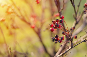 Red autumn ash grows on a bush. Winter bird food.