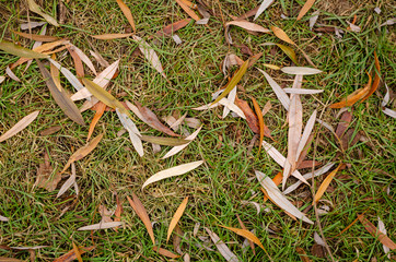 Texture of autumn grass. Lawn with fallen yellow leaves.