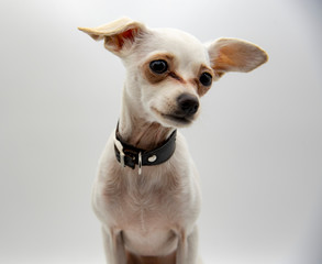 Portrait of a small white dog, Russian toy Terrier, on a light background.