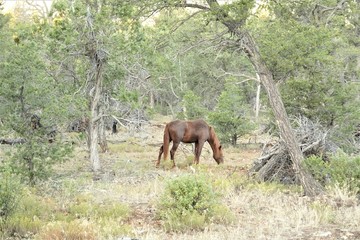 Fototapeta na wymiar グランドキャニオン国立公園の馬