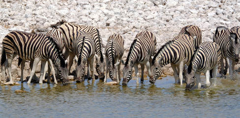 Fototapeta na wymiar Zebras drinking at a waterhole, Etosha National Park, Namibia