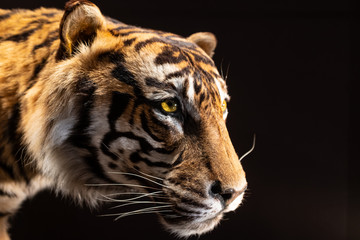 Head of mounted Sumatran Tiger