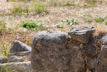 Hardune Eidechse sitzt auf einem Stein in einem Garten von Kos Stadt