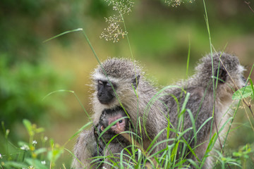 Kotawiec sawannowy (Vervet monkey) - obrazy, fototapety, plakaty