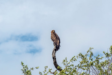 Tawny Eagle Kruger National Park