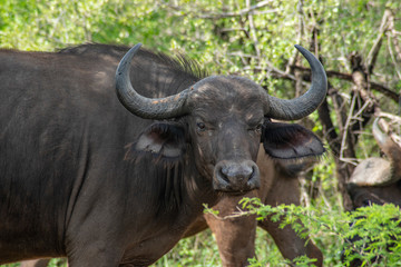 Syncerus - baw&oacute;ł afrykański