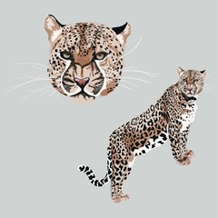 Fototapeta na wymiar Graceful leopard Savana cat. Elegant poster, t-shirt composition element, hand drawn style print. 