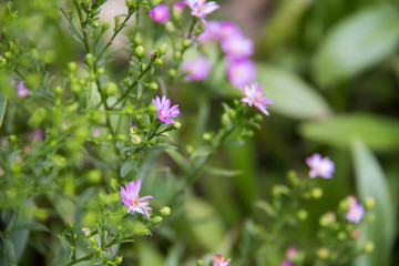 Beautiful blooming mini flowers in the garden with blurry background