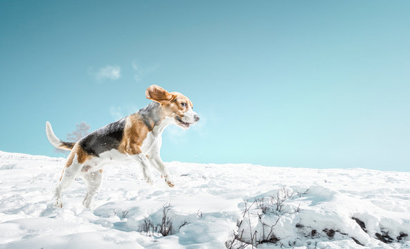 Beagle Dog Playing In Snow