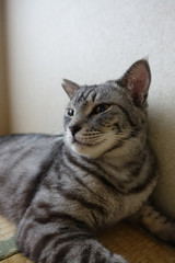 サバトラ猫の顔のクローズアップ