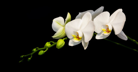 White orchids on a black background