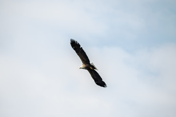 Obraz premium white tailed eagle in flight