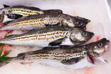 日本の市場で売られていたタラ