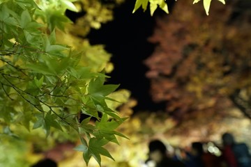Autumn colour of leaves in Japan