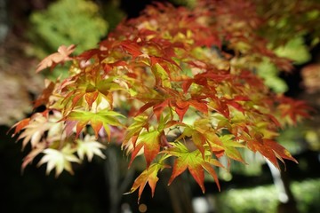 Autumn colour of leaves in Japan