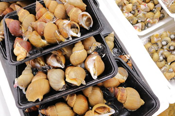 日本の市場で売られていたバイ貝