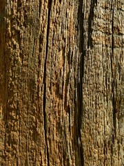 Fototapeta premium Bright bark tree in sunlight