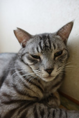 サバトラ猫の顔のクローズアップ