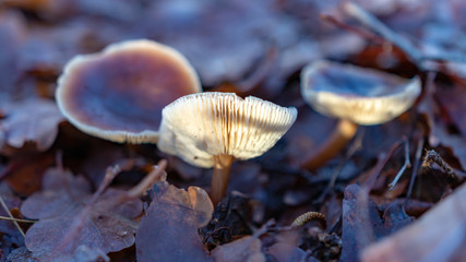 Mushroom