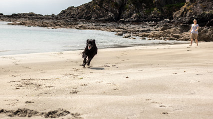 Fototapeta na wymiar happy dog on the beach