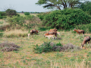 herd of antelope grazing in a field