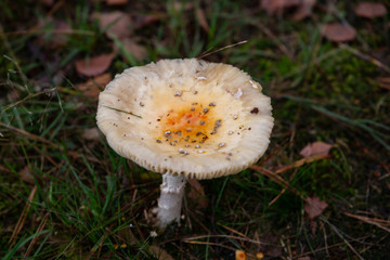 Mushroom