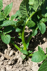 Growing Organic Potatoes in Thailand, Potato Fields, Potato Flowers.