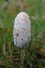 Single mushroom Coprinus comatus in the grass, named the shaggy ink cap, lawyer's wig, or shaggy...