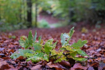 Branch with oak leaves on forest path in autumn