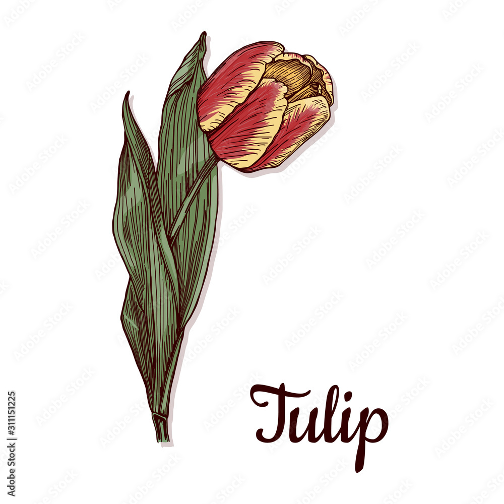 Fototapete tulip flower isolated on white background. hand drawn black outline converted into a vector image an