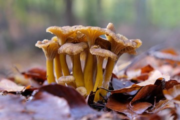 Group of mushrooms Craterellus lutescens (Cantharellus xanthopus or Cantharellus aurora, commonly...