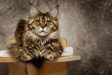Portrait of a Maine Coon cat against a dark background.