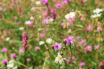 closeup of beautiful wildflowers on bright meadow, summer landscape, high spruces on hills - travel destination scenic, carpathian mountains