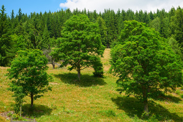 beautiful big trees and summer landscape, high spruces on hills, blue cloudy sky and wildflowers - travel destination scenic, carpathian mountains