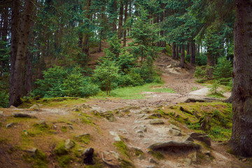 dark forest closeup, beautiful summer landscape, trail goes up the slope - travel destination scenic, carpathian mountains